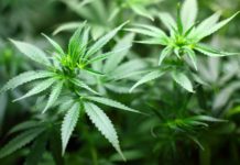 Marihuana