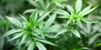 Marihuana