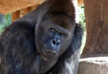 Gorilla Malabo