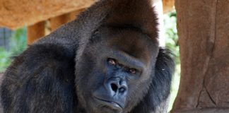 Gorilla Malabo
