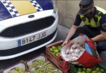 Illegales Obst