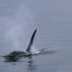 Killerwale Orca Spanien