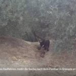Panther