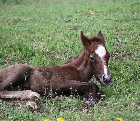 Pony