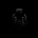 Schwarzer-Panther-1