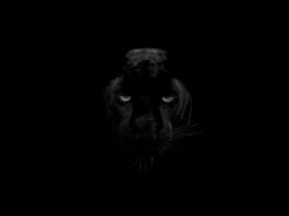 Schwarzer Panther
