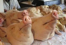 Schweinekopf