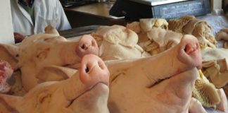 Schweinekopf
