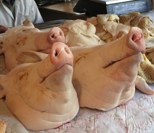 Schweinekopf