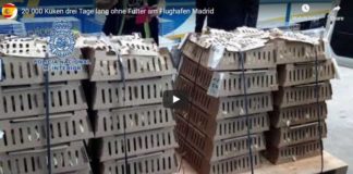 20.000 Küken drei Tage lang ohne Futter und unter unterkühlten Bedingungen am Flughafen Adolfo Suárez Madrid ausgesetzt