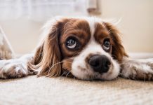 Totale Überwachung Spaniens neues Tierschutzgesetz DNI obligatorischer elektronischer Ausweis für alle Haustiere