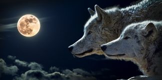 Die Wolfsjagd ist in ganz Spanien verboten