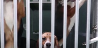 Schreckliches Video: Unterstützten Sie die Petition gegen die schreckliche Behandlung von Tieren bei Vivotecnia in Madrid