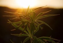 Podemos kündigt Gesetz zur Regulierung des Konsums von Cannabis im Oktober an