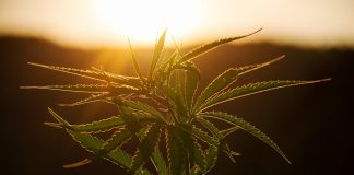 Podemos kündigt Gesetz zur Regulierung des Konsums von Cannabis im Oktober an