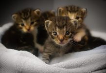 Neues Spanisches Tierschutzgesetz: Haustiere dürfen nicht mehr in Geschäften verkauft werden