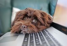 Spanien auf dem europäischen Podium für digitale Telearbeit