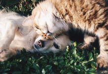 DNI für Hunde und Katzen tritt 2022 in Spanien in Kraft