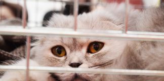 Petition gegen Versteckte Katzen Käfige in Mallorcas städtischen Zwinger Son Reus