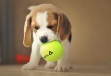 Beagle Welpen Spanien