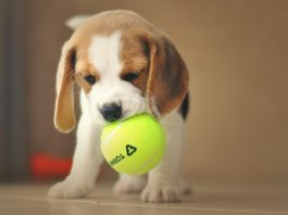 Beagle Welpen Spanien