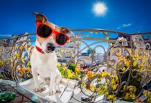 Bellende Hunde Spanien