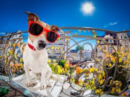Bellende Hunde Spanien