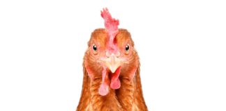 Hähnchen Balearen