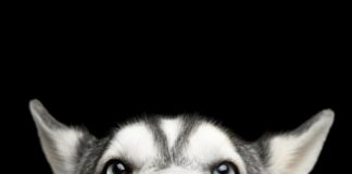 Haustiere Spanien Hund Gesetz
