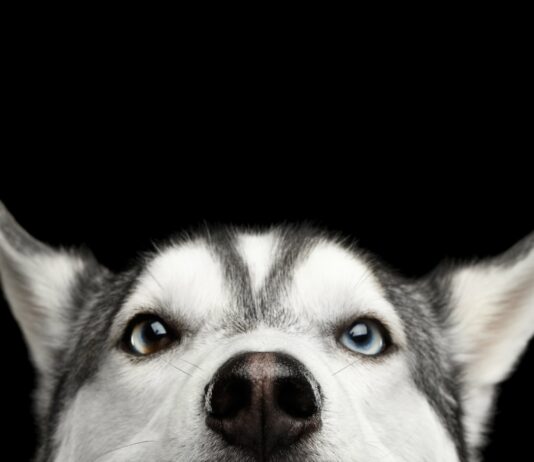 Haustiere Spanien Hund Gesetz