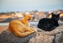 Katzen Spanien