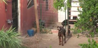 Mallorca Tierschutz Hund mit Klebeband