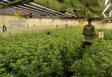 Marihuana-Pflanzen Guardia Civil Spanien