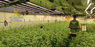 Marihuana-Pflanzen Guardia Civil Spanien