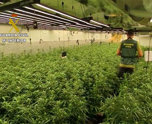 Marihuana-Pflanzen Guardia Civil Spanien