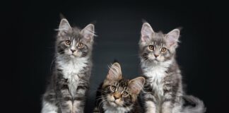 MidCat Spanien Frankreich