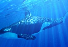 Orca Spanien Killerwal