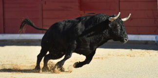 Stierkampf Spanien