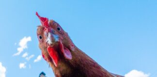 Huhn mit Kamera Spanien Alarm