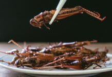 Insekten in Lebensmitteln Spanien