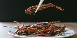 Insekten in Lebensmitteln Spanien