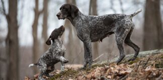 Jagdhunde Spanien