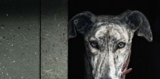 Petition gegen Missbrauch Spanischer Jagdhunde