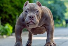 PitBull Spanien