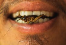 Insektenfarm Spanien