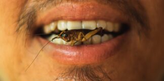 Insektenfarm Spanien