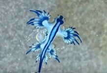 Blauer Drache Alicante