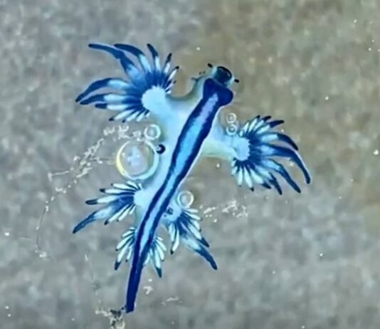 Blauer Drache Alicante
