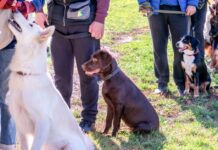 Hundehalter Trainingskurs Spanien