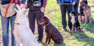 Hundehalter Trainingskurs Spanien